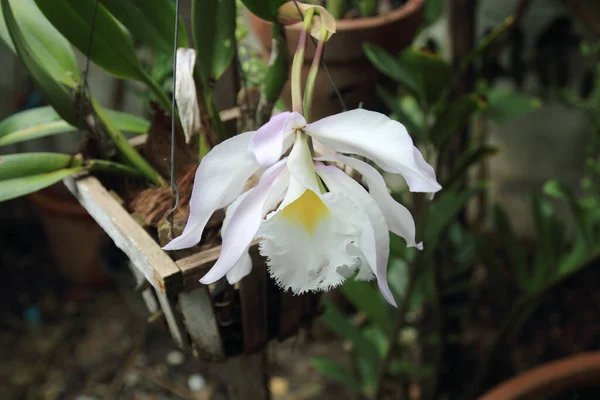 Fechamento Branco Flor Orquídea Jardim — Fotografia de Stock