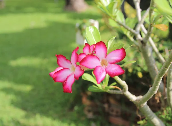 Pouštní Růže Nebo Posměch Azalea Krásné Růžové Květy Zahradě — Stock fotografie