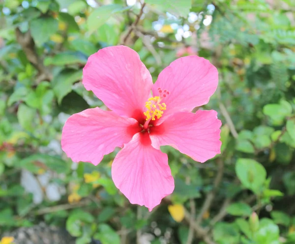 Bela Flor Hibisco Jardim — Fotografia de Stock