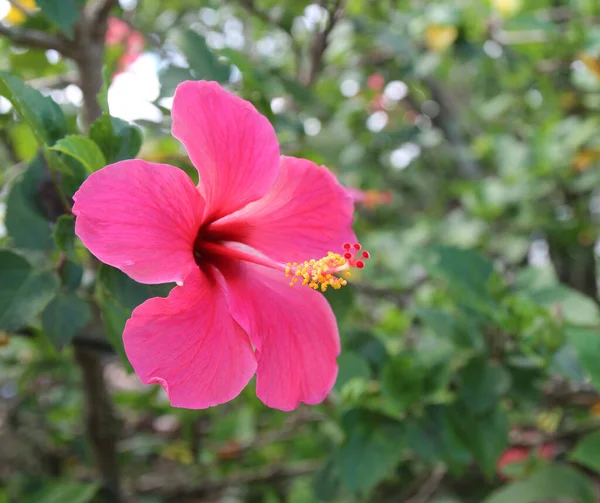 Красивый Цветок Гибискуса Саду — стоковое фото