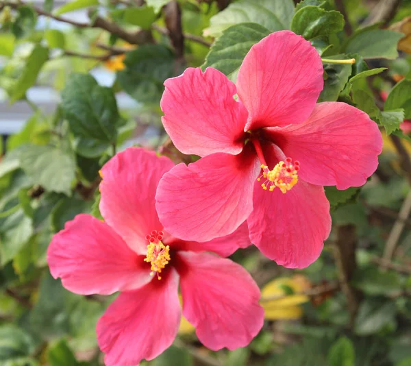 庭の美しいハイビスカスの花 — ストック写真