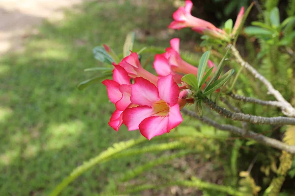 Desert Rose Eller Mock Azalea Vakker Rosa Blomst Hagen – stockfoto