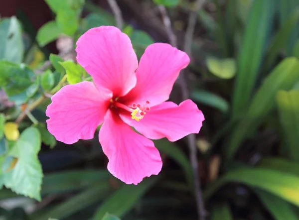 Krásná Ibišková Květina Zahradě — Stock fotografie