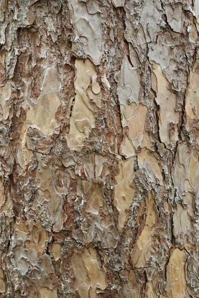 Pine Bark Fundo Textura — Fotografia de Stock