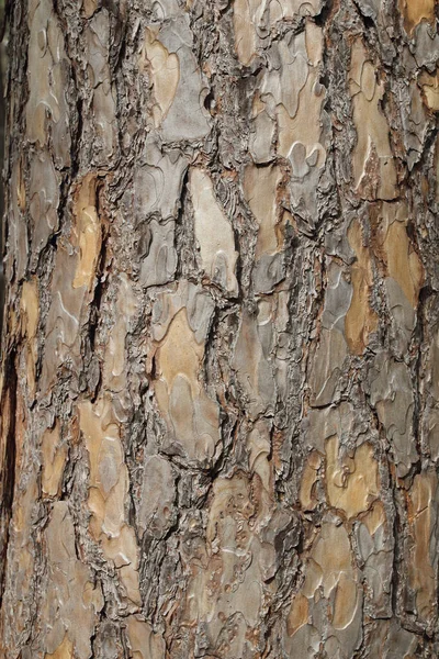 Pine Bark Background Texture — Stock Photo, Image