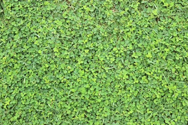 Grünes Gras Natürliche Hintergrundtextur — Stockfoto