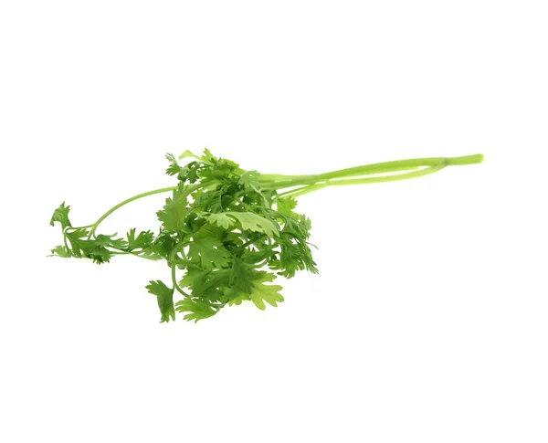 Coriander Sprig Isolated White Background — Stock Photo, Image