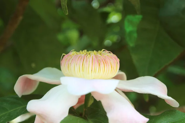Krásná Gustavia Gracillima Květ Nebes Lotosový Strom Listovým Pozadím — Stock fotografie