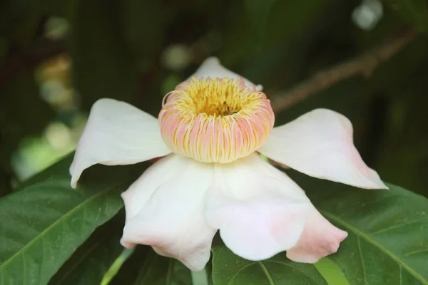 Krásná Gustavia Gracillima Květ Nebes Lotosový Strom Listovým Pozadím — Stock fotografie