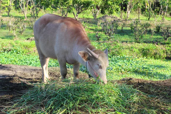 Buffel Äta Gräs Gården Naturlig Bakgrund — Stockfoto