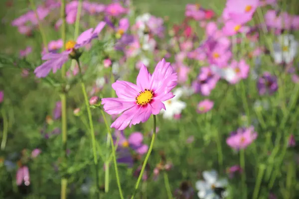 Bahçede çiçek açan kozmos çiçekleri