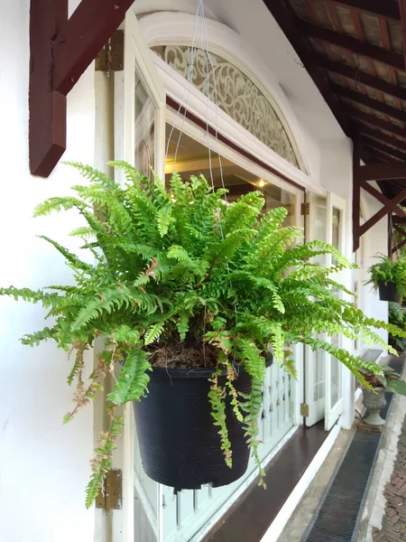 Siyah sepetli yeşil eğrelti otu bir kahve dükkanının önünde asılı duruyor. 