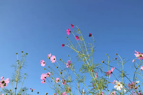 stock image Cosmos flowers blooming in the sky background