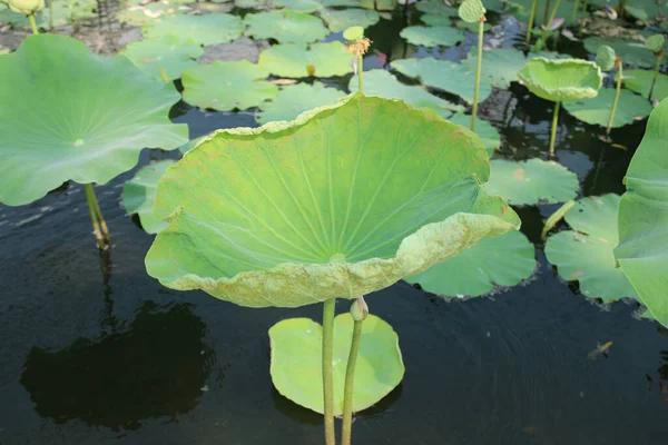 Lotusblad Och Blommor Dammen — Stockfoto