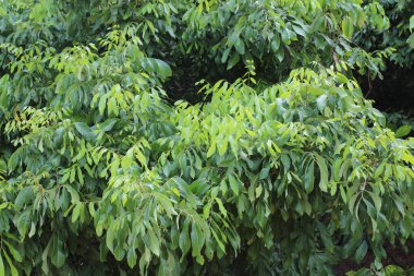 Çiftçinin bahçesindeki genç yaprak longan ağacı