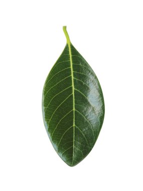 Beyaz arka planda Jackfruit yeşil yaprakları