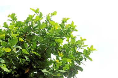 Beyaz arkaplanda yeşil yaprak izole edildi