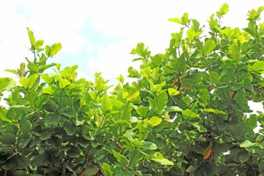 Beyaz arkaplanda yeşil yaprak izole edildi