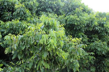 Çiftçinin bahçesindeki genç yaprak longan ağacı