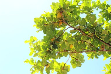 Beyaz arkaplanda yeşil yaprak izole edildi