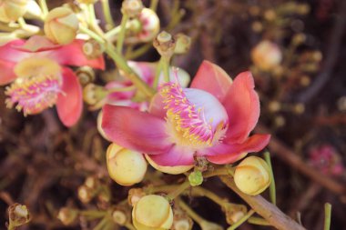 Shorea robusta ya da Gülle çiçeği ağaçtan