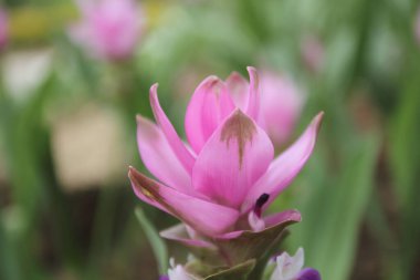 Krachiew çiçekleri ve yeşil çayırlar ve ağaçlar ve çiçekler ormanda