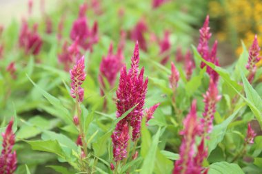 Sydney Avustralya, parlak kırmızı tüylü selosya bitkisi