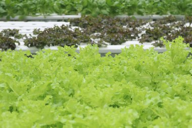 yeşil taze salata arkaplanı, organik doğal