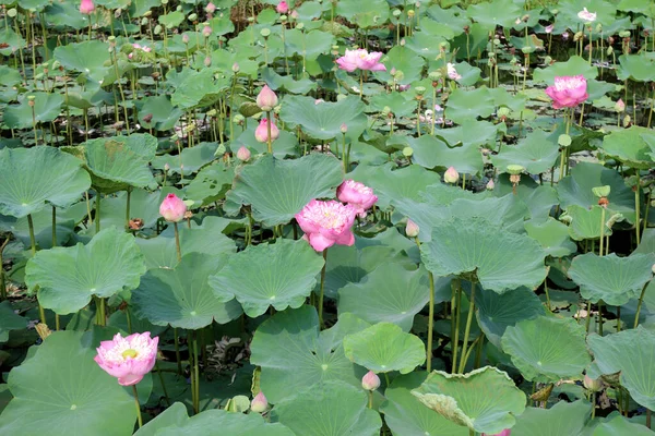 Mooie Waterlelie Lotusbloem Vijver — Stockfoto