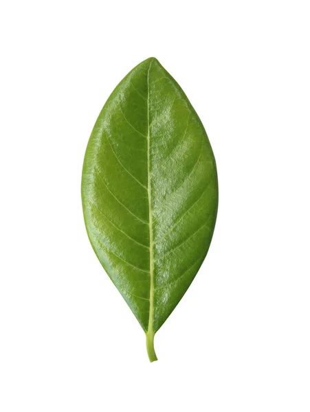 Jackfruit Green Leaves White Background — Stock Photo, Image