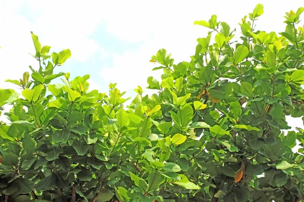 Beyaz arkaplanda yeşil yaprak izole edildi