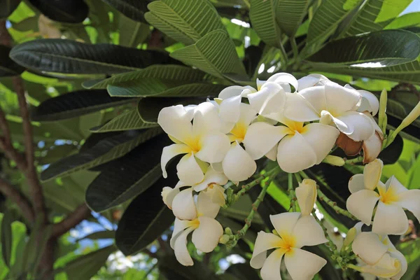 Plumeria Plumeriaträdet Frangipani Tropiska Blommor — Stockfoto