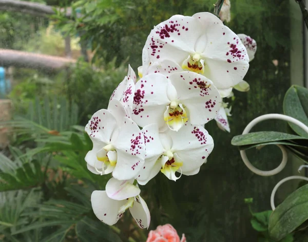 Krásná Bílá Halaenopsis Nebo Doritaenopsis Orchidej Květ — Stock fotografie