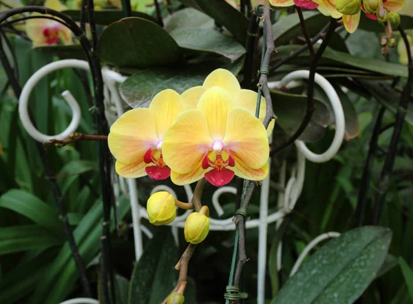 Phalaenopsis Orchideje Zahradě — Stock fotografie