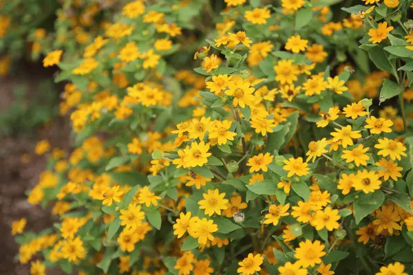Bahçede Çiçekli Sarı Aspilia — Stok fotoğraf