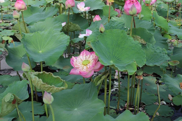 Mooie Waterlelie Lotusbloem Vijver — Stockfoto