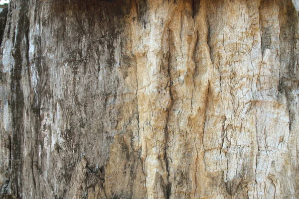 Hintergrund Der Trockenen Baumrinde Detail Der Eichenrinde — Stockfoto