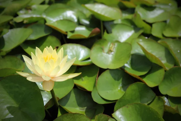 Mooie Waterlelie Lotusbloem Vijver — Stockfoto