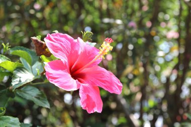 Yeşil arka planda Hibiscus çiçeği. Tropikal bahçede.