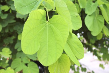 Yeşil yapraklı arka plan, Doğal arkaplan