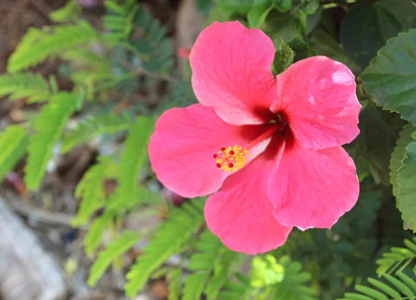 Schöne Hibiskusblüten Einem Blumengarten — Stockfoto