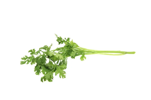 Coriander Sprig Isolated White — Stock Photo, Image