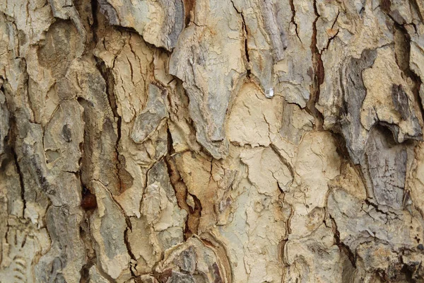 Árvore Seca Casca Textura Fundo Fundo Madeira — Fotografia de Stock