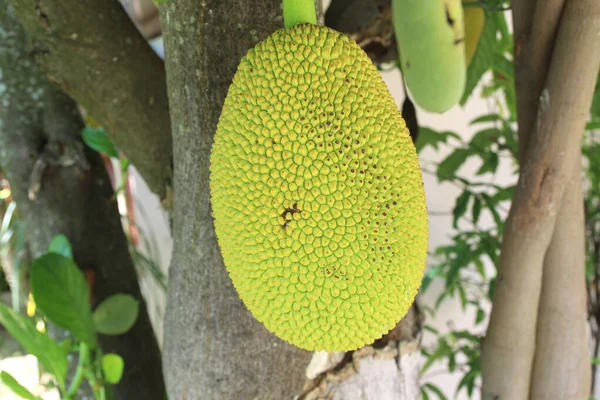 Frische Babykackfrüchte Hängen Baum — Stockfoto