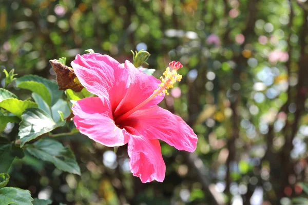 Kwiat Hibiskusa Zielonym Tle Tropikalnym Ogrodzie — Zdjęcie stockowe