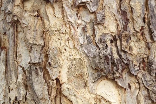 Albero Corteccia Texture Sfondo — Foto Stock