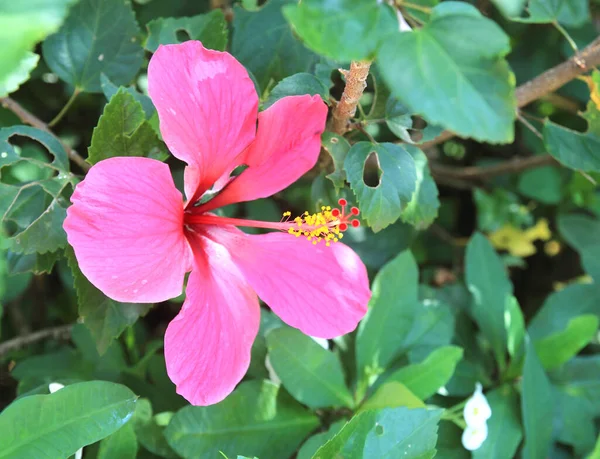 Leuchtend Rosa Große Hibiskusblüte Auf Grünen Blättern Natürlicher Hintergrund — Stockfoto