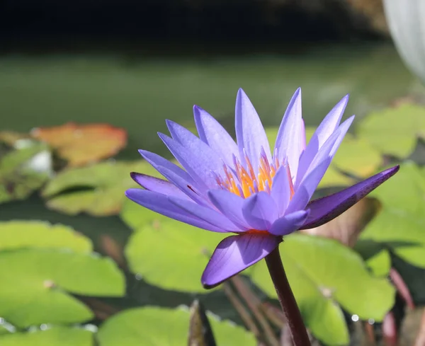 Bela Flor Lótus Piscina — Fotografia de Stock