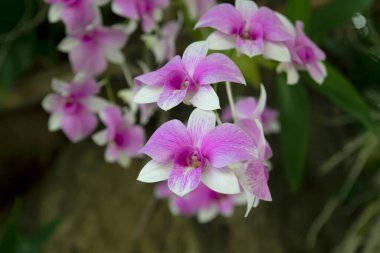 Güzel bir orkide çiçeği Sabah güneşi ve doğal bir arka plan