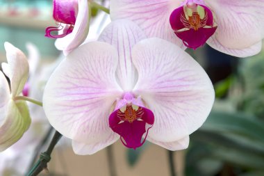 Güzel Phalaenopsis orkidesinin dalı 